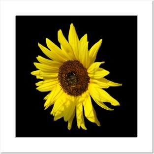 sunflowers, sunflower, blooms, summer, flowers Posters and Art